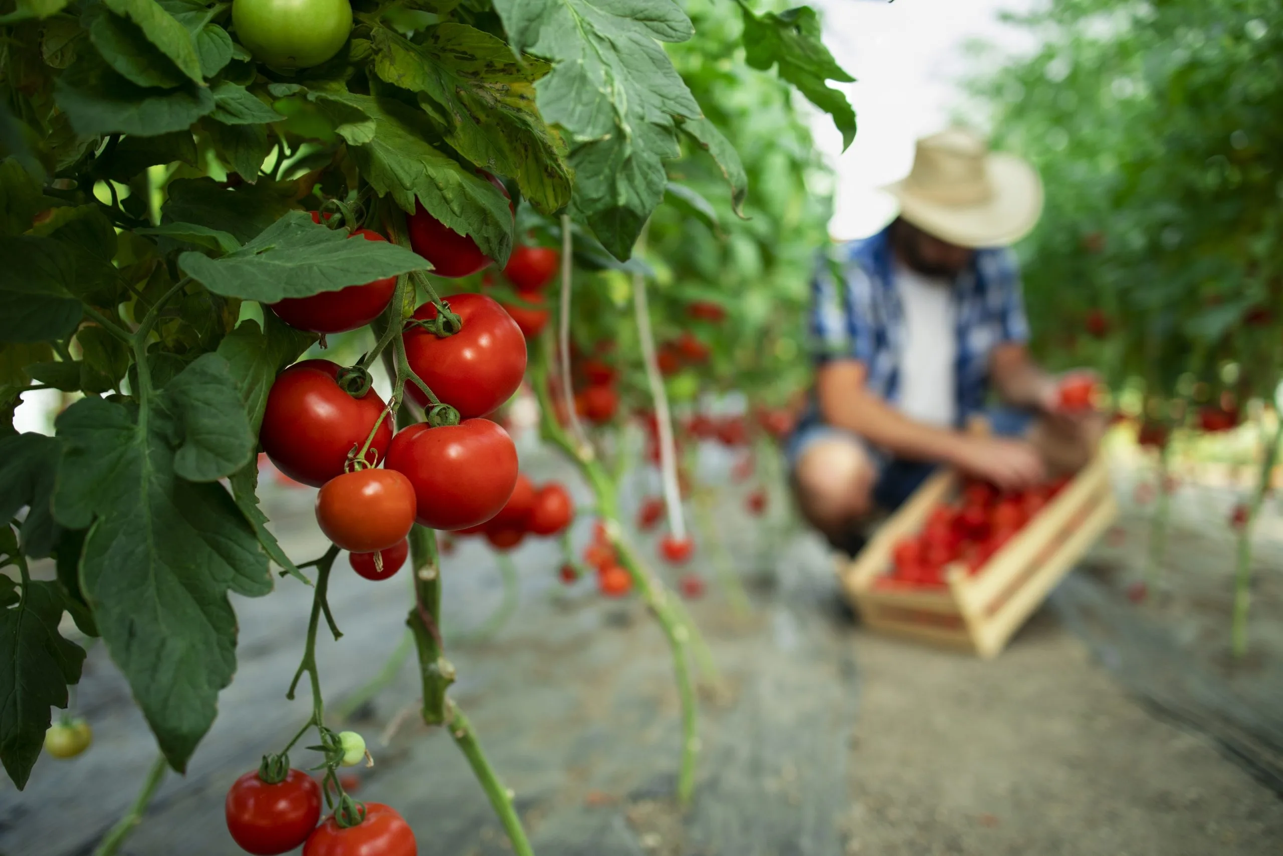 P&Amp;T Valley Farms - P&Amp;T Valley Farms - Yzzy Agency - Creative Agency - p&t valley farms - organic food farm scaled - yzzy agency - digital agency