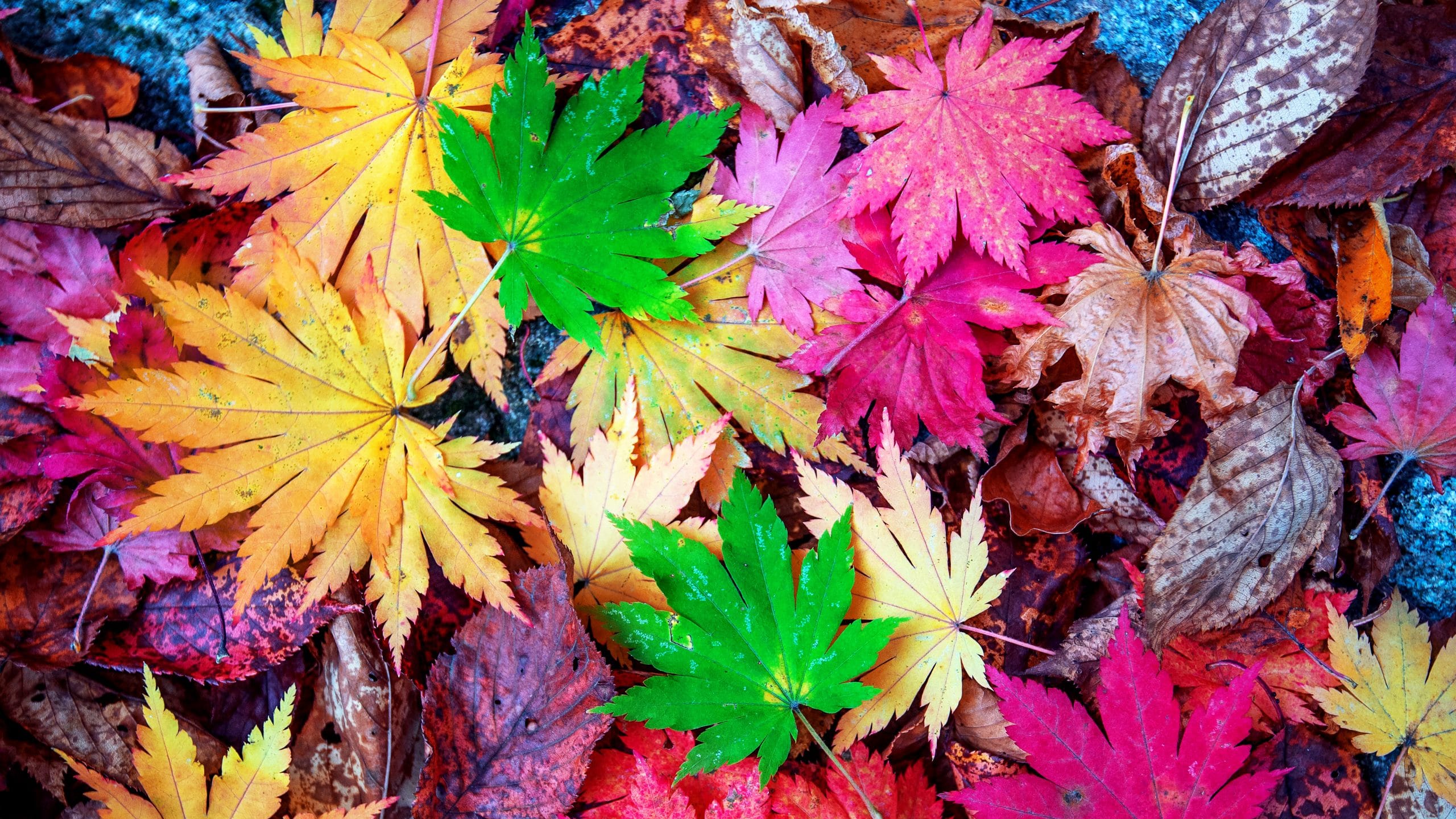 - power of color - colorful maple leaves in autumn scaled - web design